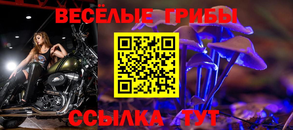 Псилоцибиновые грибы Psilocybine cubensis Северск